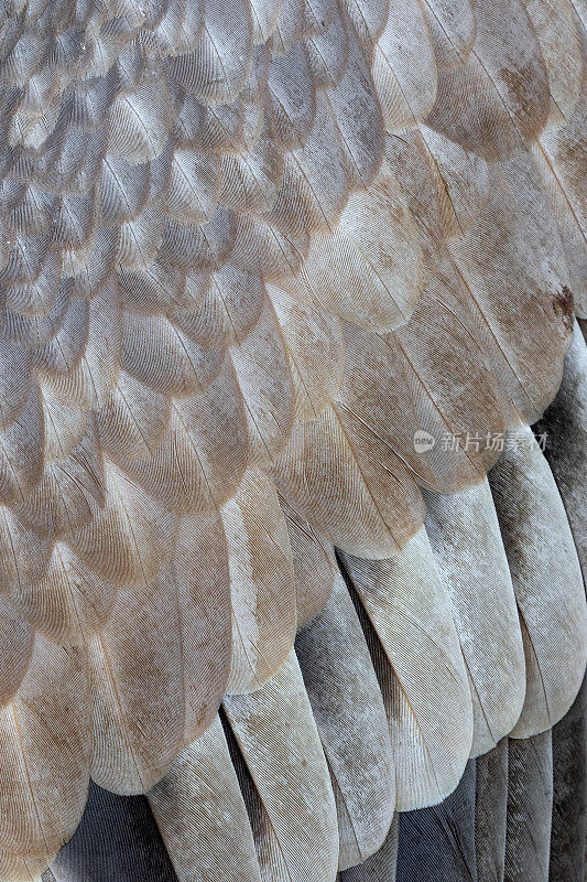 近距离的羽毛从格里芬秃鹫(Gyps fulvus)